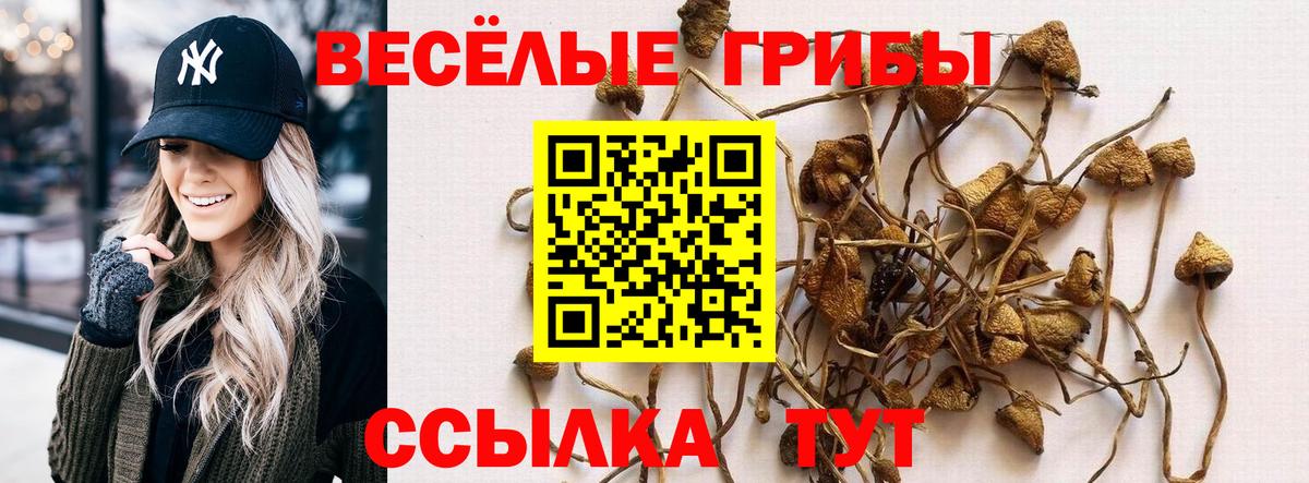 Галлюциногенные грибы Psilocybe Россия